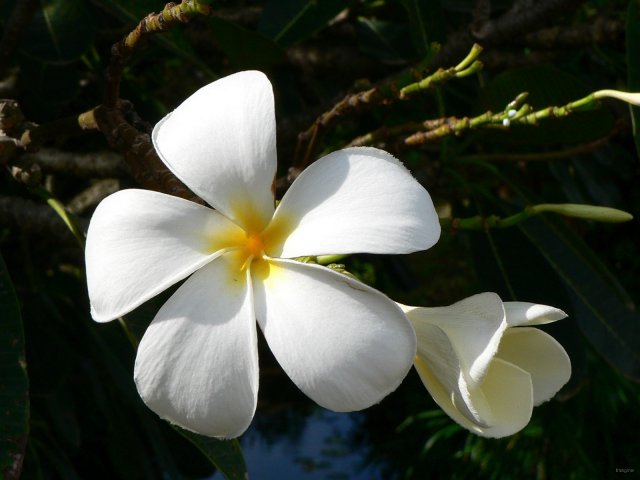 166- Fleur de frangipanier 